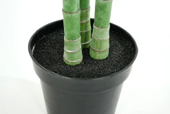 Areca Palm, Plant