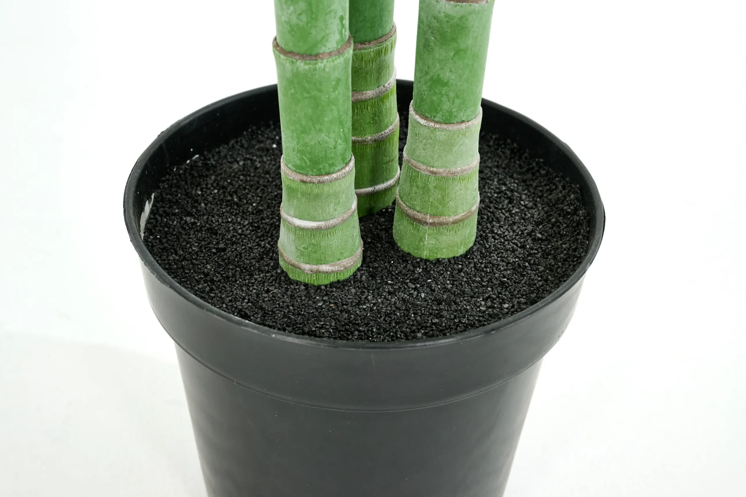 Areca Palm, Plant