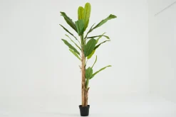 Banana Tree, Plant