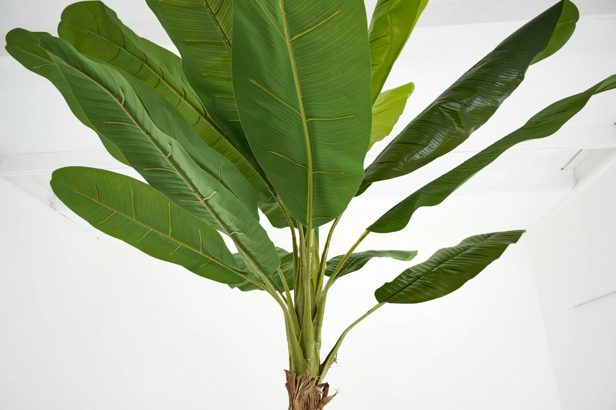 Banana Tree, Plant