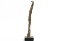 Dormer, Deco, Horn