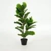 Fiddle Leaf Fig, Plant