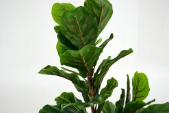 Fiddle Leaf Fig, Plant