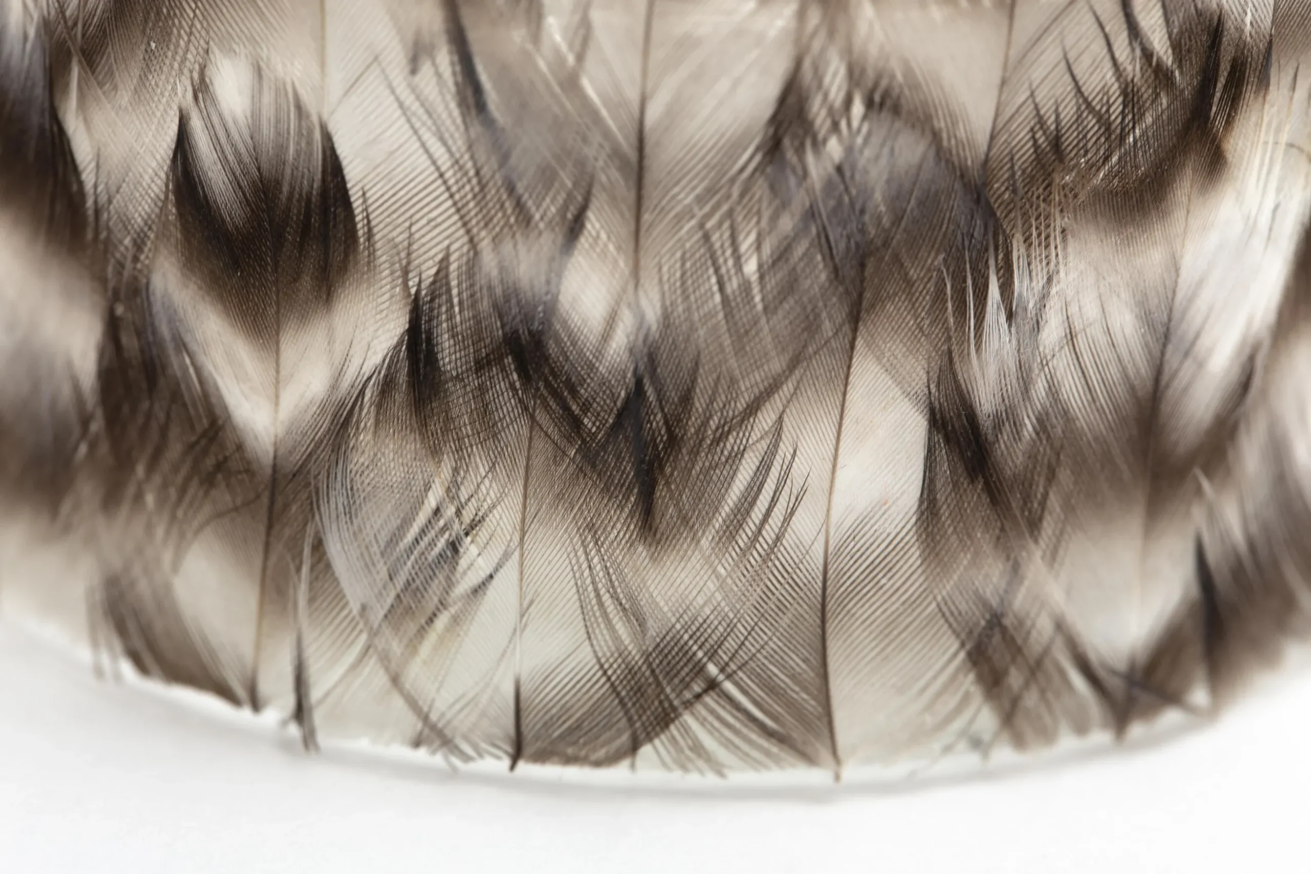 Hannigan, Tea Light Holder, Feathers, L