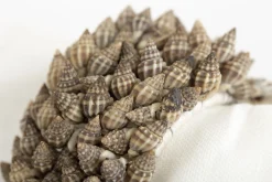 Kanare, Napkin Ring, Shells