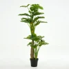 Monstera Plant, Plant