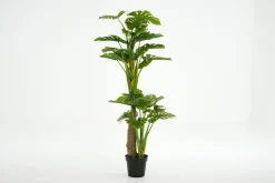 Monstera Plant, Plant