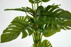Monstera Plant, Plant